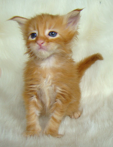     Catsvill County!   !    !       !!!    Catsvill County +7-926-544-74-09     .   ,   ,   ,    ,   ,  ,     ,   -,    ,   !